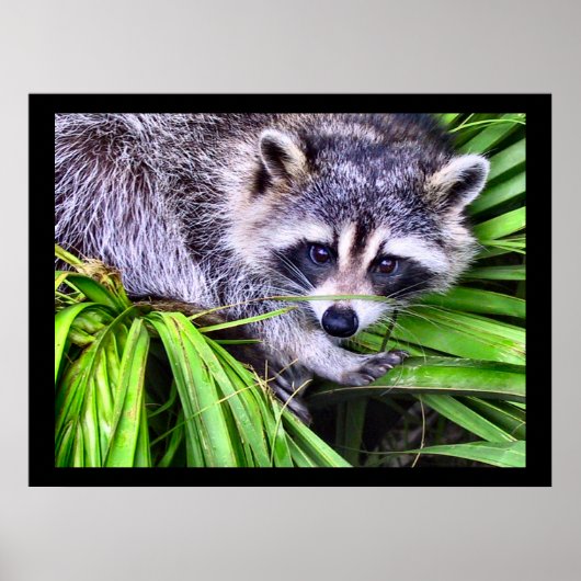 Raccoon Wildlife fotografie Poster (Voorkant)