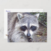 Raccoon Wildlife Series # 8 Briefkaart (Voorkant / Achterkant)