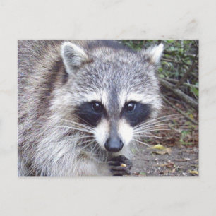Raccoon Wildlife Series # 8 Briefkaart