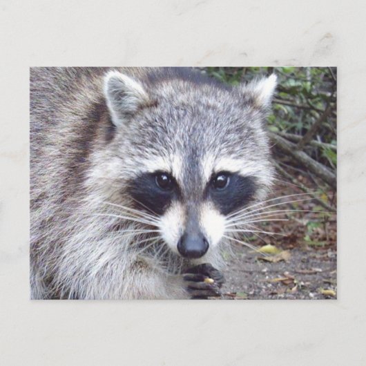 Raccoon Wildlife Series # 8 Briefkaart (Voorkant)