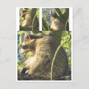 Raccoon Yawning Briefkaart