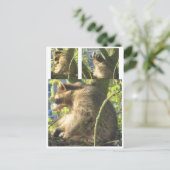 Raccoon Yawning Briefkaart (Staand voorkant)