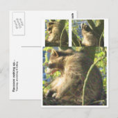 Raccoon Yawning Briefkaart (Voorkant / Achterkant)