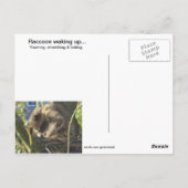 Raccoon Yawning Briefkaart (Achterkant)