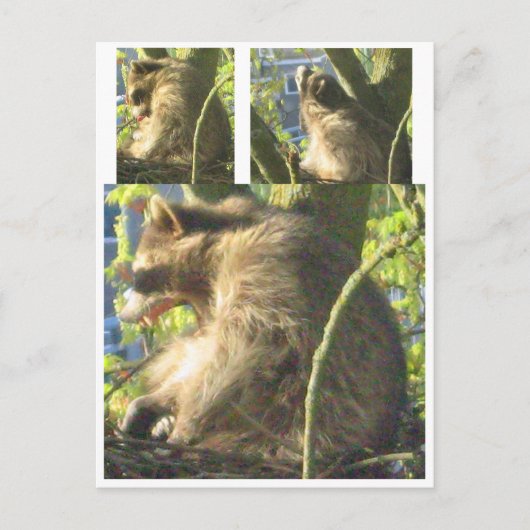 Raccoon Yawning Briefkaart (Voorkant)