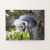Raccoon zwemmen in rivierwater legpuzzel (Horizontaal)