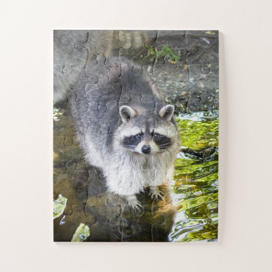 Raccoon zwemmen in rivierwater legpuzzel (Verticaal)