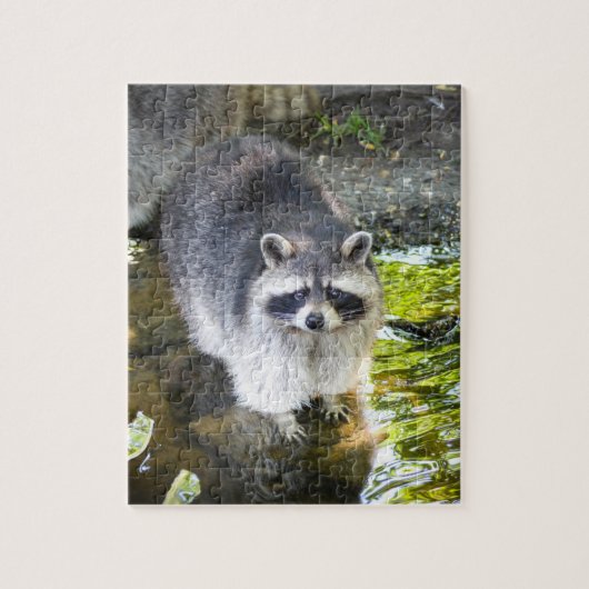 Raccoon zwemmen in rivierwater legpuzzel (Verticaal)