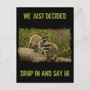 Raccoons Briefkaart