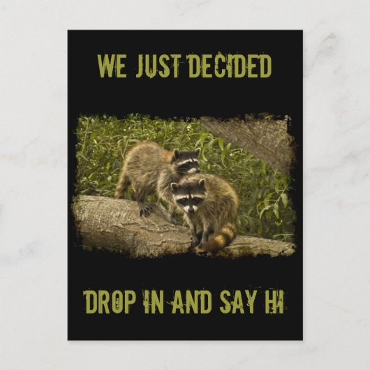 Raccoons Briefkaart (Voorkant)