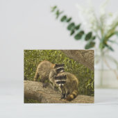 Raccoons Briefkaart (Staand voorkant)