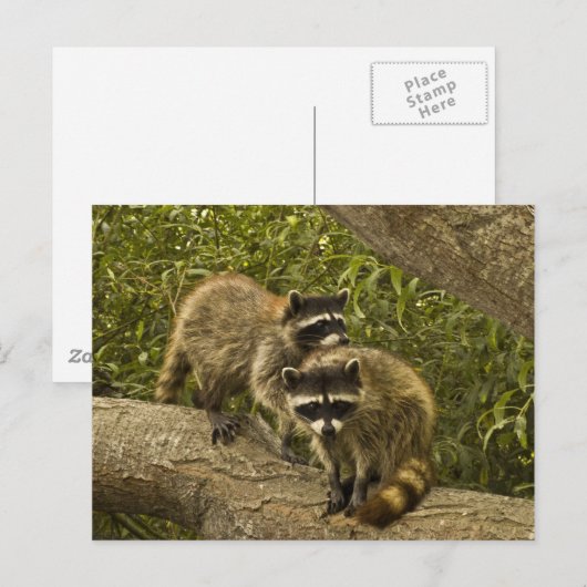 Raccoons Briefkaart (Voorkant / Achterkant)