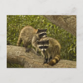 Raccoons Briefkaart (Voorkant)