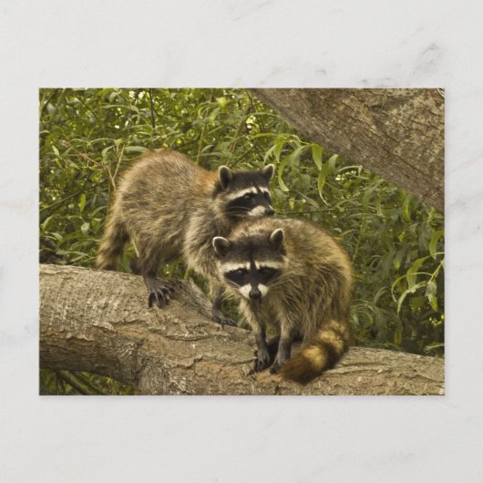Raccoons Briefkaart (Voorkant)