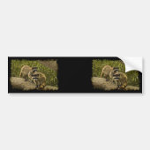 Raccoons Bumpersticker (Voorkant)