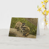 Raccoons Kaart (Gele Bloem)