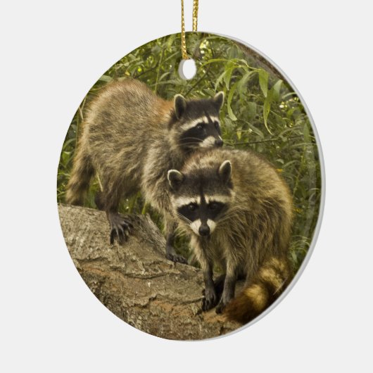 Raccoons! Keramisch Ornament (Links)