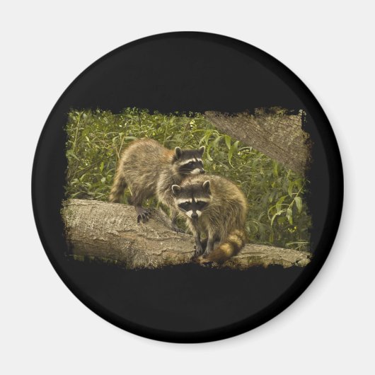 Raccoons Magneet (Voorkant)