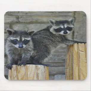 Raccoons - Mousepad - #1032 Muismat