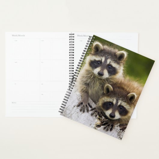 Raccoons Planner (Display)