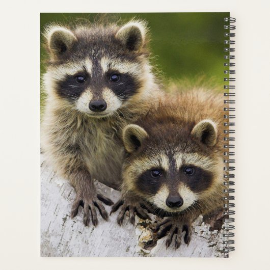 Raccoons Planner (Achterkant)