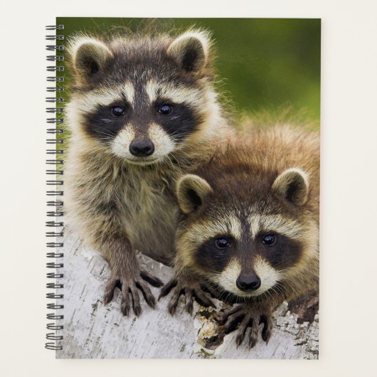 Raccoons Planner (Voorkant)