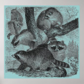 Raccoons Poster (Voorkant)