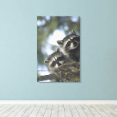 Raccoons Procyon Lotor) van het vismeer in het mid Canvas Afdruk (Insitu (Houten vloer))