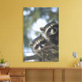Raccoons Procyon Lotor) van het vismeer in het mid Canvas Afdruk (Insitu (Woonkamer))