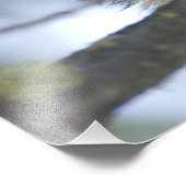 Raccoons Procyon Lotor) van het vismeer in het mid Foto Afdruk (Hoek)