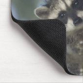 Raccoons Procyon Lotor) van het vismeer in het mid Muismat (Hoek)