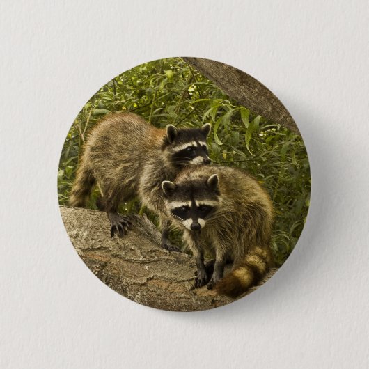 Raccoons Ronde Button 5,7 Cm (Voorkant)