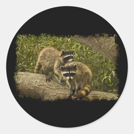Raccoons Ronde Sticker (Voorkant)