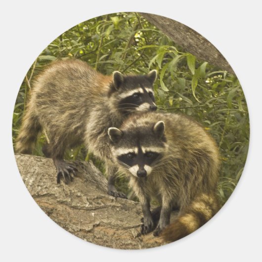 Raccoons Ronde Sticker (Voorkant)