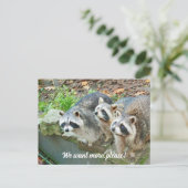 Raccoons vragen om meer grappig briefkaart (Staand voorkant)