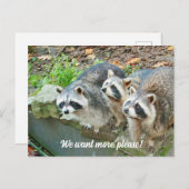 Raccoons vragen om meer grappig briefkaart (Voorkant / Achterkant)