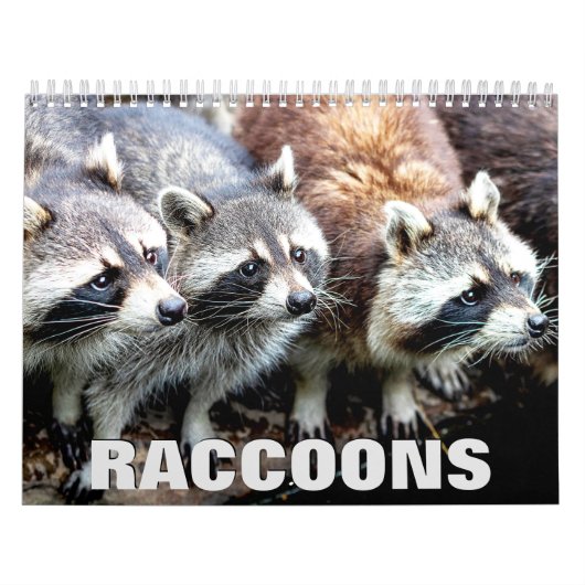 Raccoons Wall Calendar Kalender (Hoes)