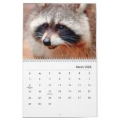 Raccoons Wall Calendar Kalender (Mar 2026)