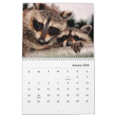 Raccoons Wall Calendar Kalender (Jan 2026)