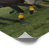 Race Horse Poster Print (Hoek)