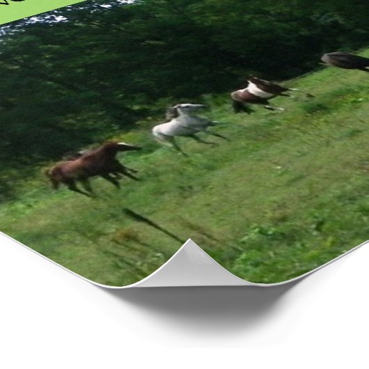 Race Horse Rescue Support Poster (Hoek)