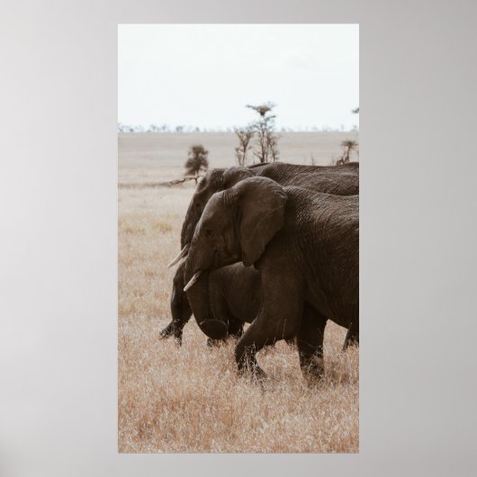 RACE VAN ELEPHANTS POSTER (Voorkant)