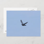 Racefietduif komend Briefkaart (Voorkant / Achterkant)