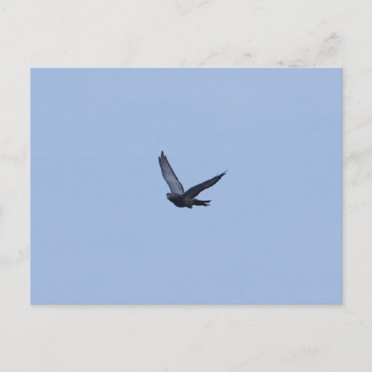 Racefietduif komend Briefkaart (Voorkant)