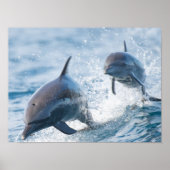 Racing Bottlenose Dolphins Duo Kantoor en Dorm Poster (Voorkant)