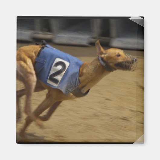 Racing Greyhound Square Magnet (Voorkant)