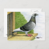 Racing Homer op de landingsbaan Briefkaart (Voorkant / Achterkant)