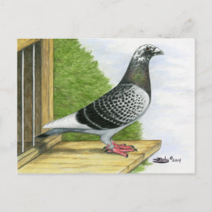 Racing Homer op de landingsbaan Briefkaart