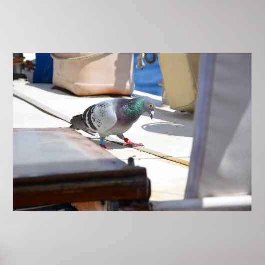 Racing Pigeon Poster (Voorkant)