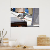 Racing Pigeon Poster (Keuken)